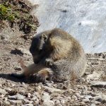 marmottes-7